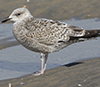 Herring Gull