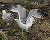 Herring Gull