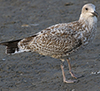Herring Gull