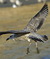 Herring Gull