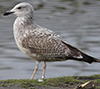 argentatus in January, ringed in Denmark. (56599 bytes)