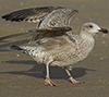 Herring Gull