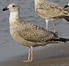 Herring Gull