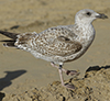 Herring Gull
