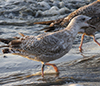 Herring Gull