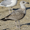 Herring Gull