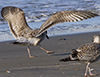 Herring Gull