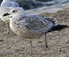Herring Gull
