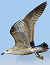 Herring Gull