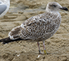 2cy argentatus in November. (81321 bytes)