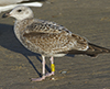 Herring Gull