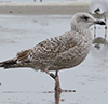 argentatus in January, ringed in Denmark. (56599 bytes)