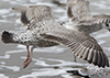 Herring Gull