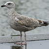 Herring Gull