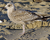 Herring Gull
