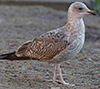 2cy argenteus in January, ringed in Belgium. (92295 bytes)