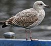 Herring Gull