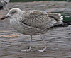 Herring Gull