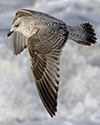 Herring Gull