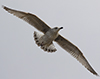 Herring Gull