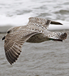 Herring Gull