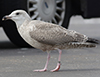 2cy argentatus in February, ringed in Norway. (75189 bytes)