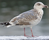 3cy argenteus in January, ringed in the Netherlands. (68274 bytes)