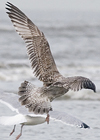 1cy argenteus in November, ringed in Belgium. (25637 bytes)