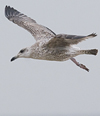 1cy argenteus in November, ringed in Belgium. (25637 bytes)