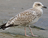 1cy argenteus in December, ringed in the Netherlands. (119951 bytes)