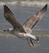 3cy argenteus in March, ringed in Belgium. (61218 bytes)