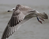 3cy argenteus in March, ringed in Belgium. (61218 bytes)