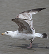 3cy argenteus in March, ringed in Belgium. (61218 bytes)
