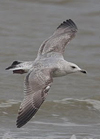 3cy argenteus in March, ringed in Belgium. (61218 bytes)