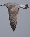 3cy argenteus in March, ringed in Belgium. (61218 bytes)