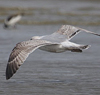 3cy argenteus in March, ringed in Belgium. (61218 bytes)
