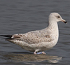3cy argenteus in March, ringed in Belgium. (61218 bytes)
