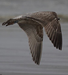 3cy argenteus in March, ringed in Belgium. (61218 bytes)