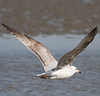 3cy argenteus in March, ringed in Belgium. (61218 bytes)