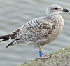 1cy argenteus in November, ringed in Belgium. (25637 bytes)