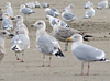 Herring Gull