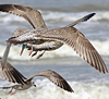 Herring Gull