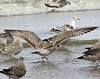 Herring Gull