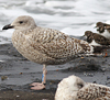 1cy argenteus in November, ringed in Belgium. (25637 bytes)