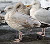 1cy argenteus in November, ringed in Belgium. (25637 bytes)