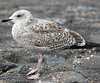 1cy argenteus in November, ringed in Belgium. (25637 bytes)