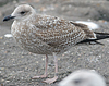 1cy argenteus in November, ringed in Belgium. (25637 bytes)