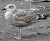 1cy argenteus in November, ringed in Belgium. (25637 bytes)