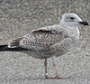 1cy argenteus in November, ringed in Belgium. (25637 bytes)