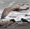 1cy argenteus in November, ringed in Belgium. (25637 bytes)